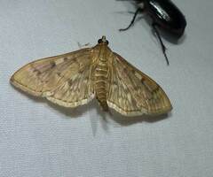 Herpetogramma