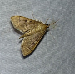 Herpetogramma