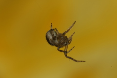 Pararaneus spectator