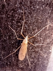 Chioneinae