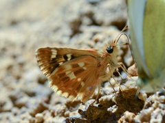 Muschampia proteides