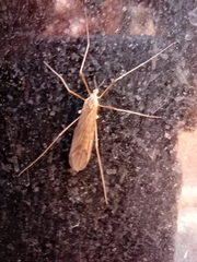 Chioneinae