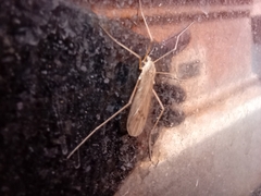 Chioneinae