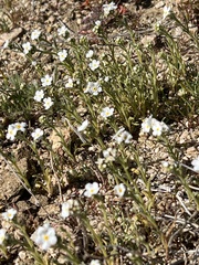 Pectocarya penicillata