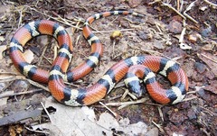 Lampropeltis gentilis