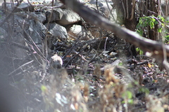 Callipepla douglasii