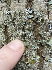 Physcia tenella