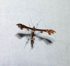 Geina tenuidactylus