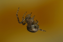 Pararaneus spectator