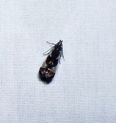 Dichomeris ochripalpella