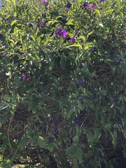 Lycianthes rantonnetii