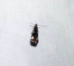Dichomeris ochripalpella