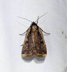 Eueretagrotis sigmoides