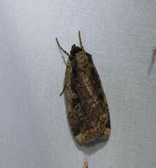 Eueretagrotis sigmoides