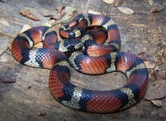 Lampropeltis gentilis