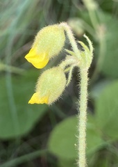 Hermannia transvaalensis