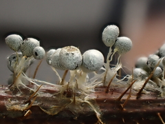 Physarum albescens