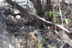 Callipepla douglasii