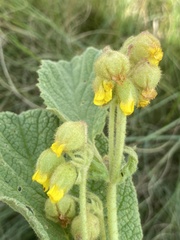 Hermannia transvaalensis