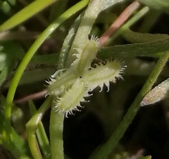 Pectocarya linearis ferocula