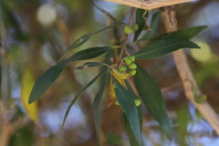 Olea europaea cuspidata