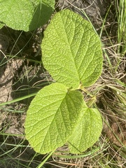 Hermannia transvaalensis