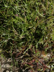 Pectocarya linearis ferocula