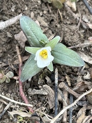Trillium nivale