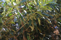 Olea europaea cuspidata