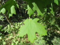 Acer grandidentatum