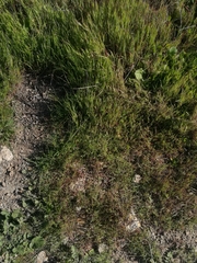 Pectocarya linearis ferocula
