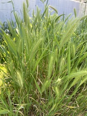Hordeum
