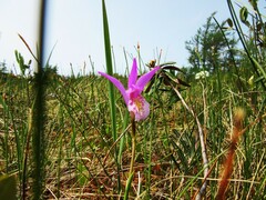Arethusa bulbosa