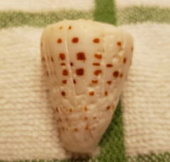 Conus eburneus