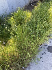 Hordeum