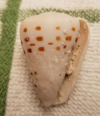 Conus eburneus