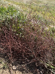 Eriogonum heermannii