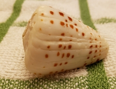 Conus eburneus