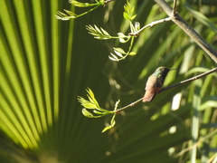Saucerottia beryllina