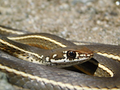 Masticophis lateralis