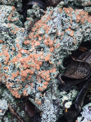 Trapeliopsis granulosa