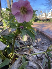 Helleborus orientalis