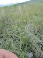 Panicum hallii