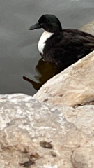 Anas platyrhynchos domesticus