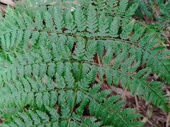 Dryopteris guanchica