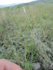 Panicum hallii