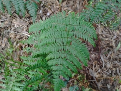 Dryopteris guanchica