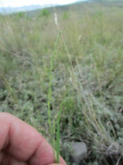 Panicum hallii