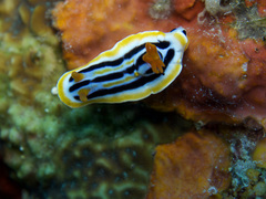 Chromodoris colemani