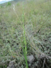 Panicum hallii